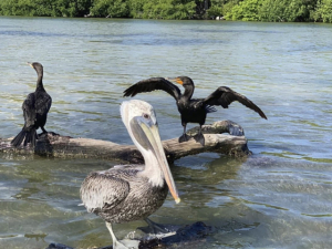 AVISTAMIENTO DE AVES